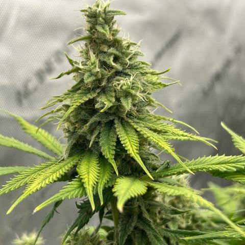 AMG #3 growlog timeline photo