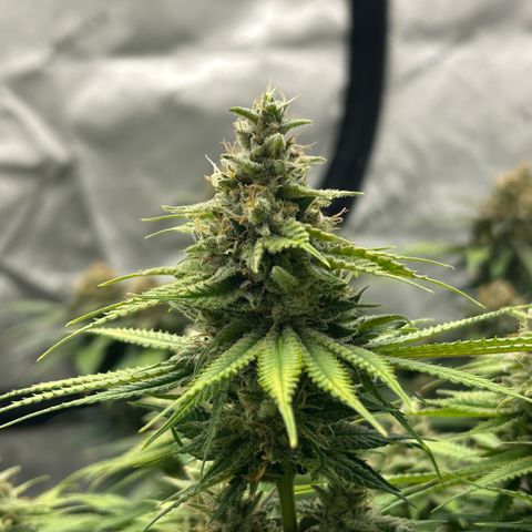 AMG #3 growlog timeline photo