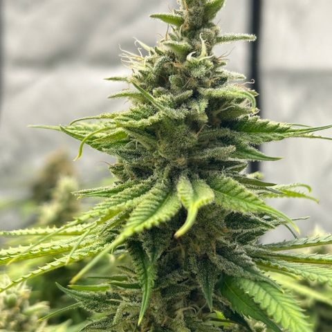 AMG #3 growlog timeline photo