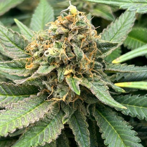 Amsterdam Amnesia  #2 growlog timeline photo