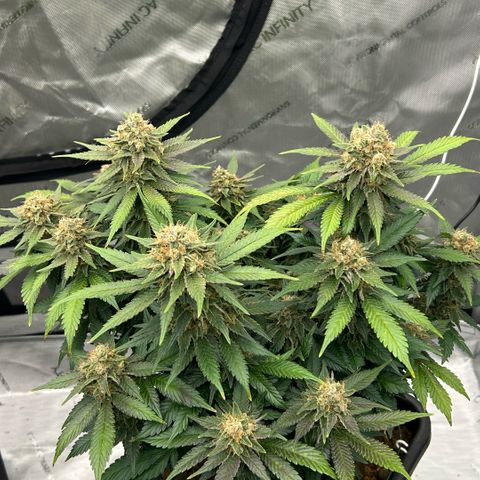 Amsterdam Amnesia  #2 growlog timeline photo