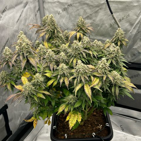 Amsterdam Amnesia  #2 growlog timeline photo