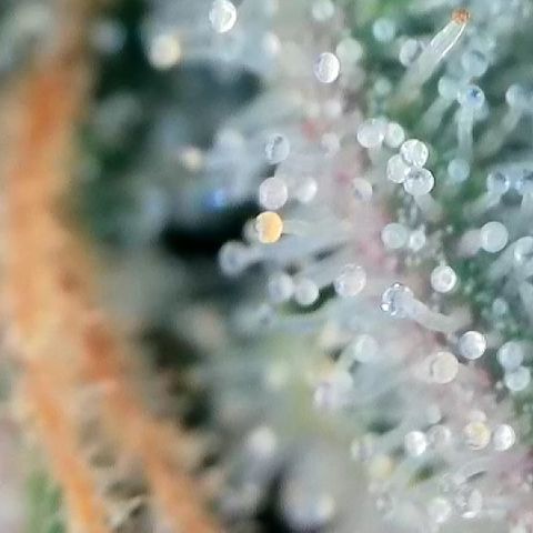 Amsterdam Amnesia  #2 growlog timeline photo