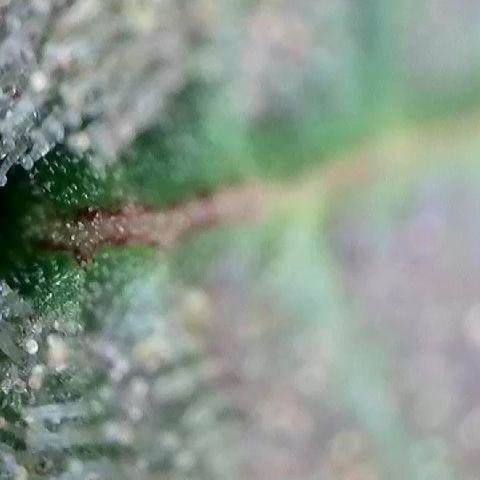 Amsterdam Amnesia  #2 growlog timeline photo
