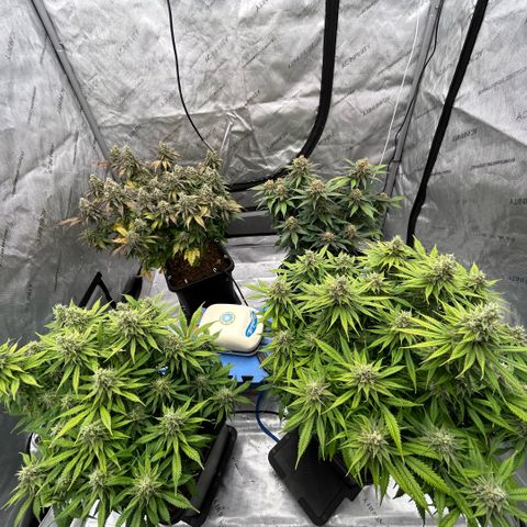 AMG #3 growlog timeline photo