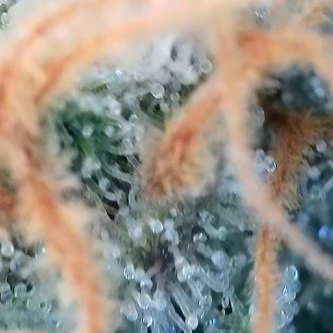 Amsterdam Amnesia  #2 growlog timeline photo