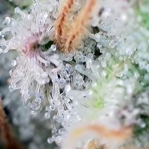 Amsterdam Amnesia  #2 growlog timeline photo