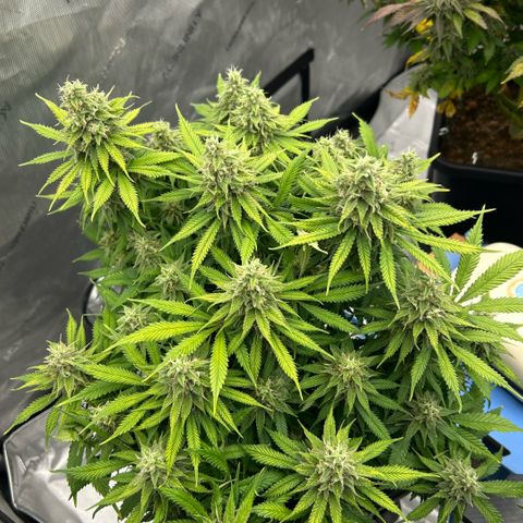 AMG #3 growlog timeline photo