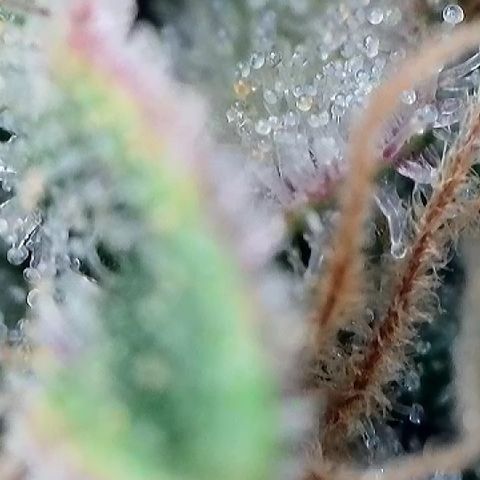 Amsterdam Amnesia  #2 growlog timeline photo