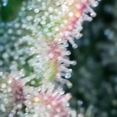 Amsterdam Amnesia  #2 growlog timeline photo