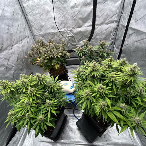 AMG #3 growlog timeline photo
