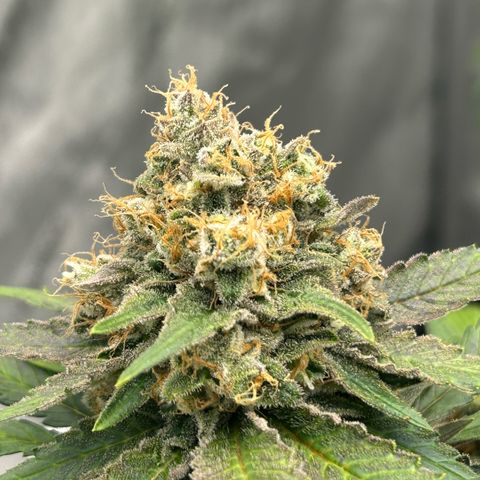 Amsterdam Amnesia  #2 growlog timeline photo