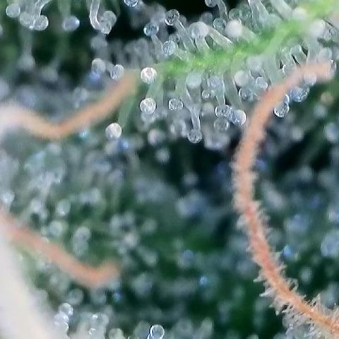 AMG #3 growlog timeline photo
