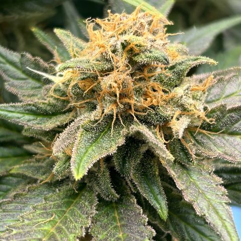 Amsterdam Amnesia  #2 growlog timeline photo