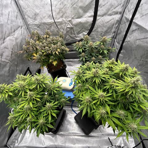 AMG #3 growlog timeline photo