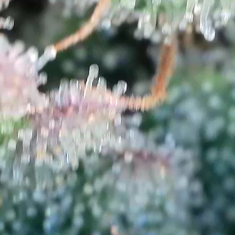 Amsterdam Amnesia  #2 growlog timeline photo