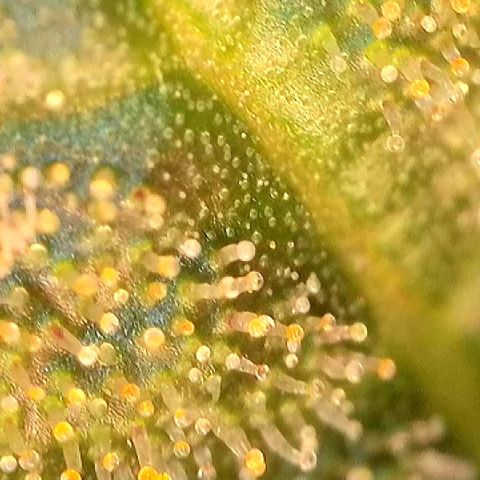 Amsterdam Amnesia  #2 growlog timeline photo
