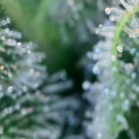 Amsterdam Amnesia  #2 growlog timeline photo