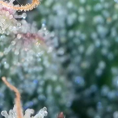 Amsterdam Amnesia  #2 growlog timeline photo