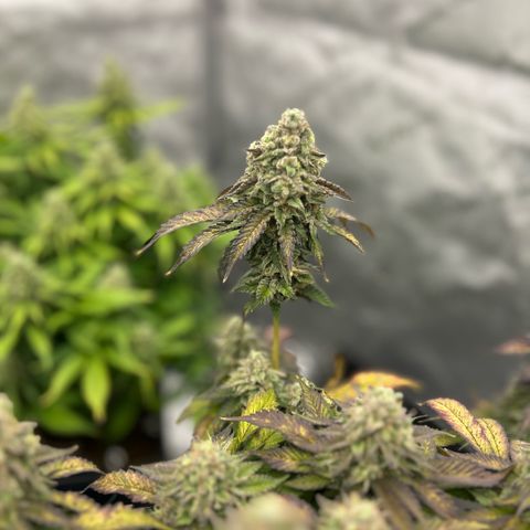 Amsterdam Amnesia  #2 growlog timeline photo