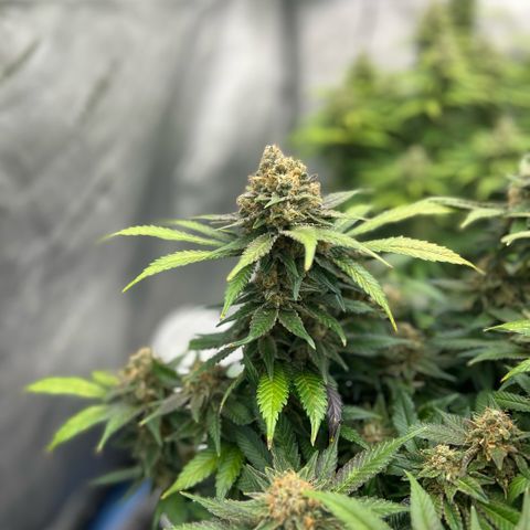 Amsterdam Amnesia  #2 growlog timeline photo