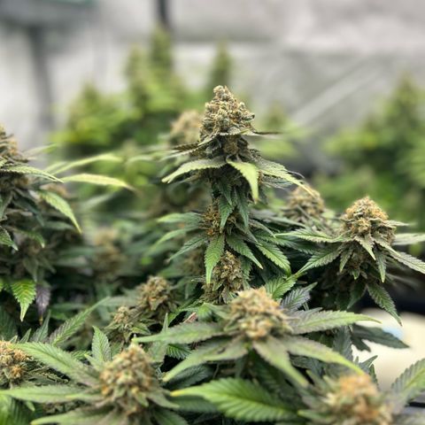 Amsterdam Amnesia  #2 growlog timeline photo