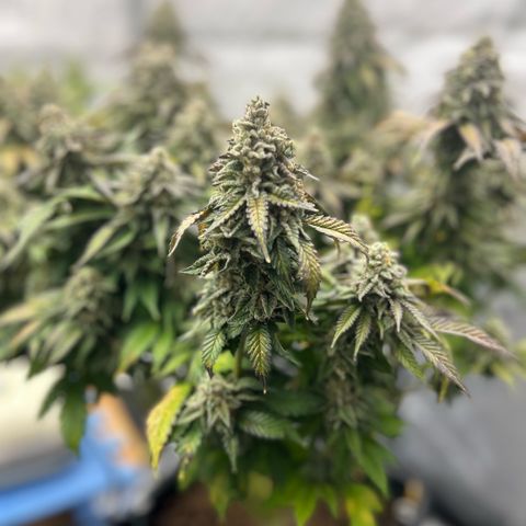 Amsterdam Amnesia  #2 growlog timeline photo