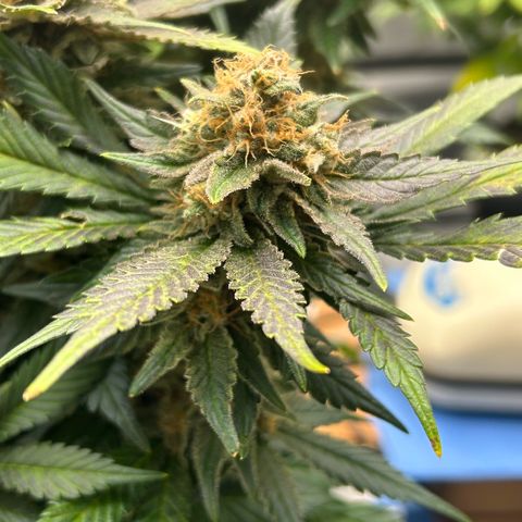 Amsterdam Amnesia  #2 growlog timeline photo