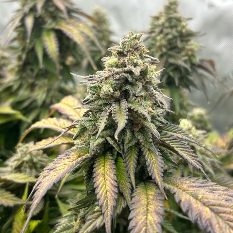 Amsterdam Amnesia  #2 growlog timeline photo