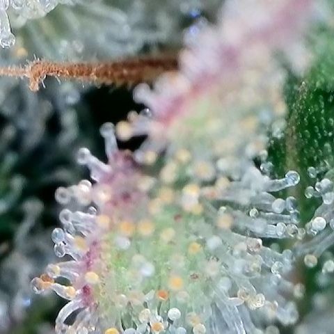 Amsterdam Amnesia  #2 growlog timeline photo