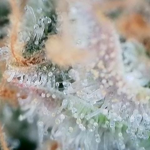 Amsterdam Amnesia  #2 growlog timeline photo