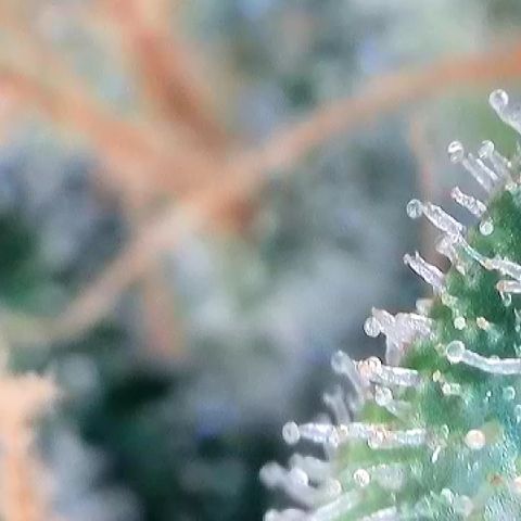 Amsterdam Amnesia  #2 growlog timeline photo