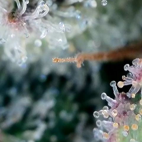 Amsterdam Amnesia  #2 growlog timeline photo