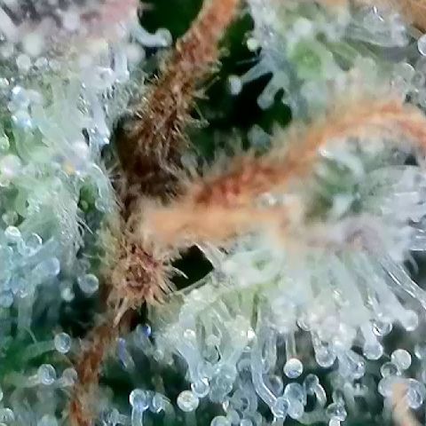 Amsterdam Amnesia  #2 growlog timeline photo