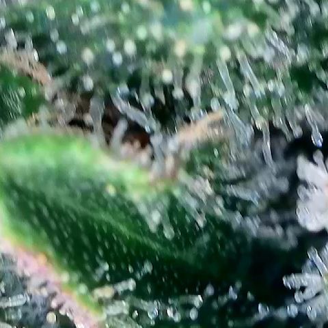Amsterdam Amnesia  #2 growlog timeline photo