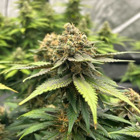 Amsterdam Amnesia  #2 growlog timeline photo