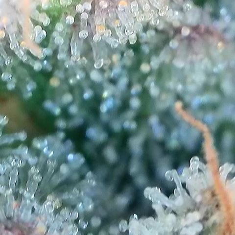 Amsterdam Amnesia  #2 growlog timeline photo