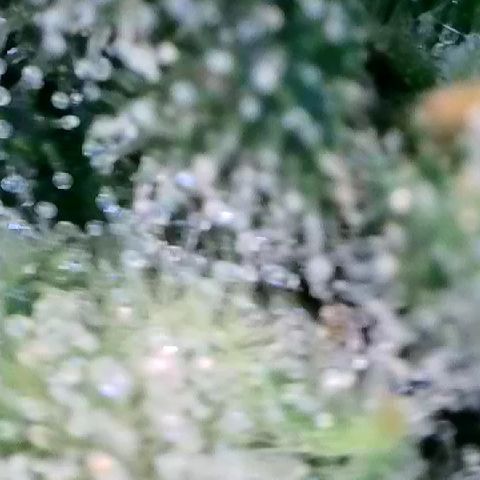 AMG #3 growlog timeline photo