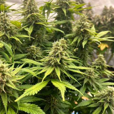 AMG #3 growlog timeline photo