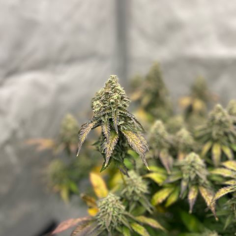 Amsterdam Amnesia  #2 growlog timeline photo