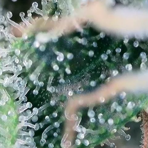 AMG #3 growlog timeline photo