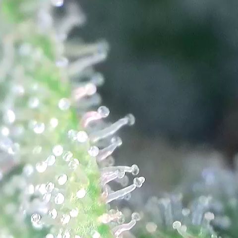 AMG #3 growlog timeline photo