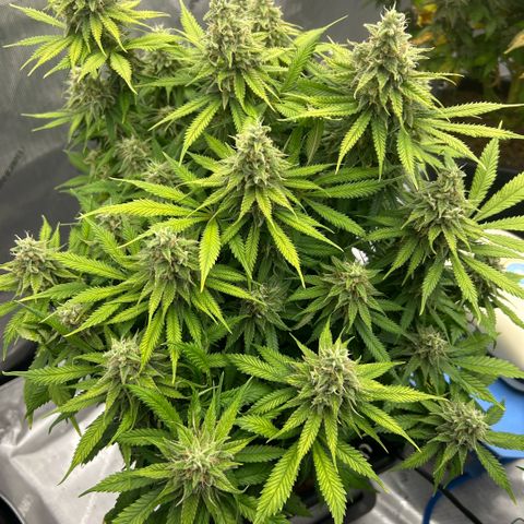 AMG #3 growlog timeline photo