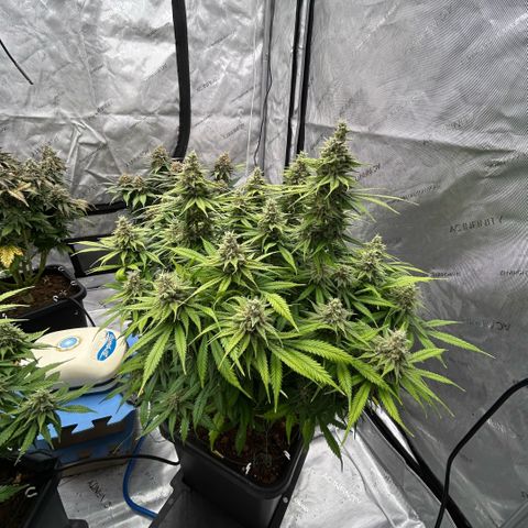 AMG #3 growlog timeline photo
