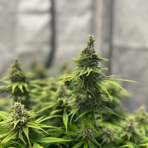 AMG #3 growlog timeline photo