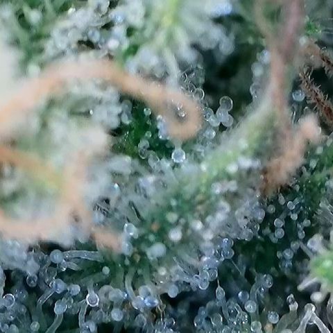 AMG #3 growlog timeline photo