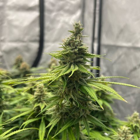 AMG #3 growlog timeline photo