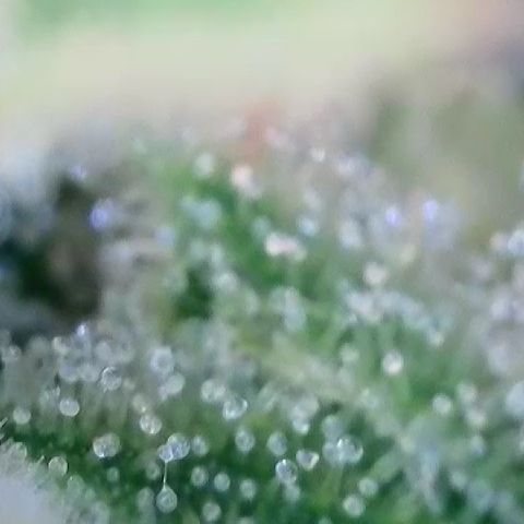 AMG #3 growlog timeline photo
