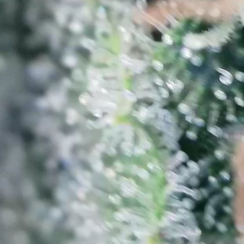 AMG #3 growlog timeline photo