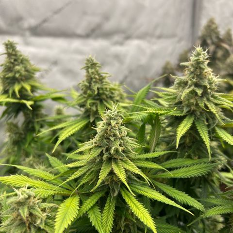 AMG #3 growlog timeline photo
